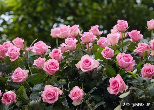 那些年你收到的玫瑰，其实是月季！扎不扎心？