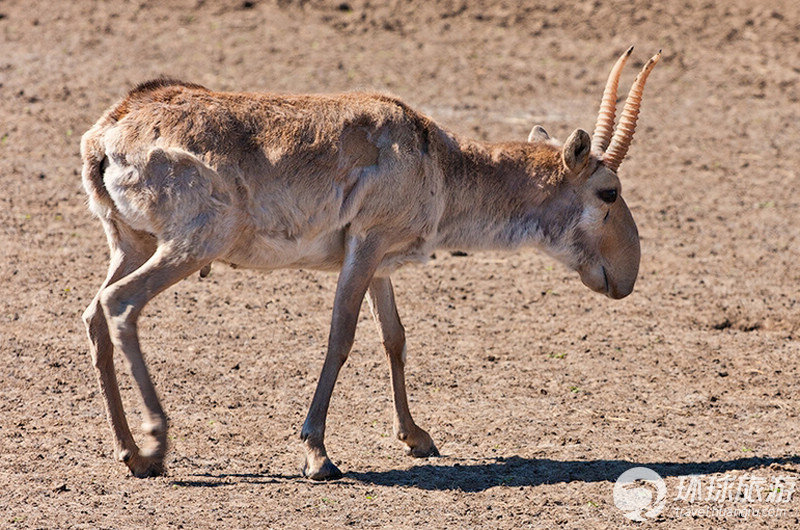 文玩流行的动物制品 (十种野生文玩)