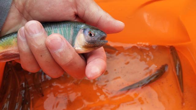 成都又可以钓鱼又可以露营的地方,成都又能钓鱼又能露营的地方