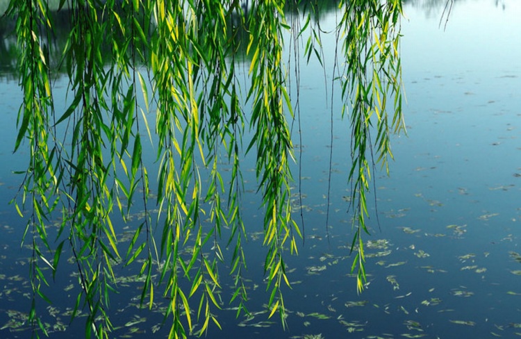 贺知章写的最后一首诗,贺知章最有名的十首诗小学三年级