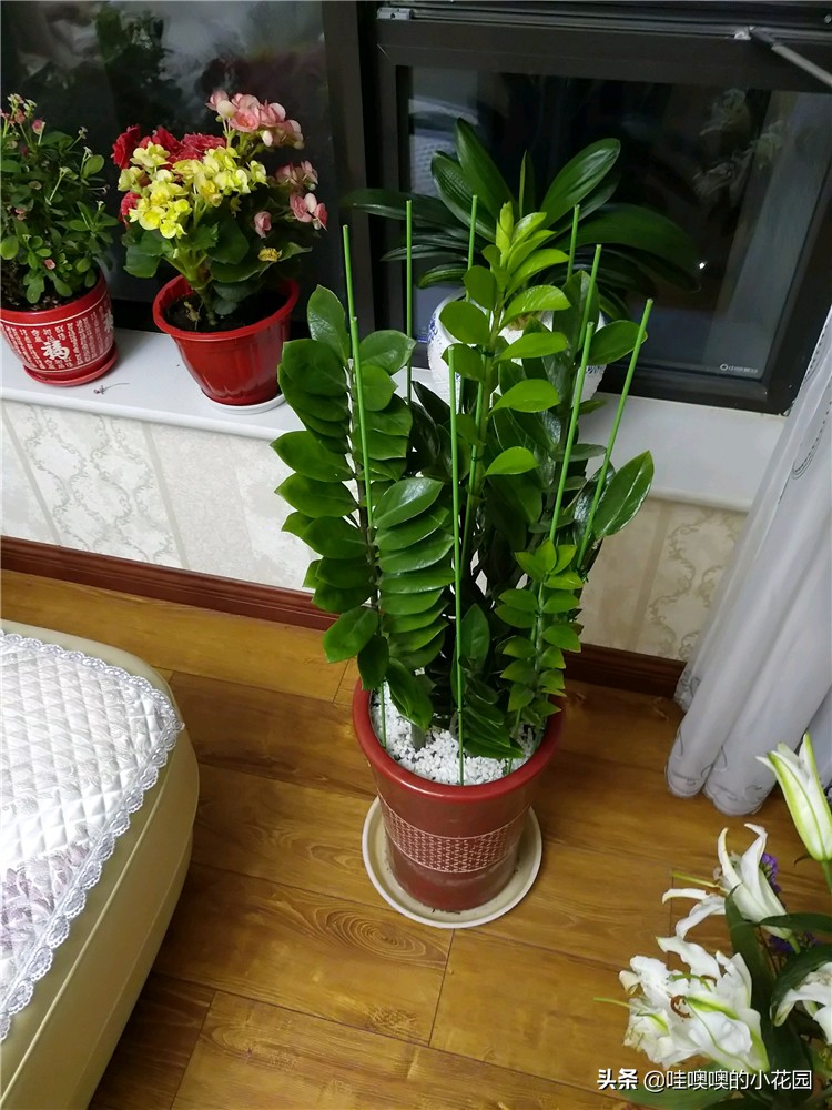 金钱树往下趴要怎么弄,金钱树倒伏