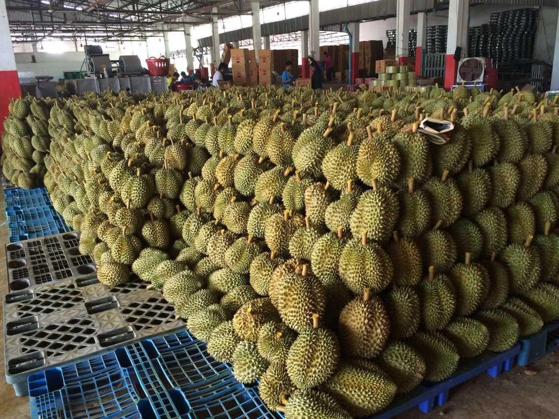 榴莲猫山王和金枕哪个核大,干尧榴莲跟金枕榴莲猫山王