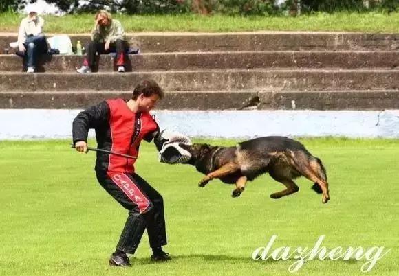 「希德勒之刃」综合素质接近完美的东德牧羊犬，了解一下？