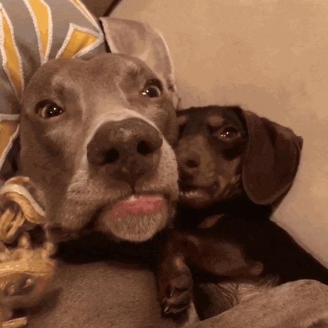 为什么狗狗喜欢舔主人的手,狗狗喜欢舔地板是什么原因