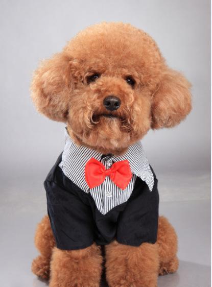 小体泰迪发情期是来大姨妈期间吗,泰迪发情期不出血了是不是结束了