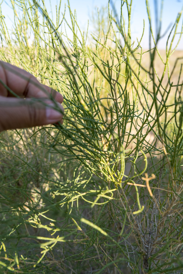 中国八大沙漠治理现状卫星地图,罗布泊沙漠现状