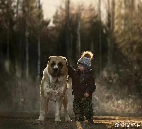 高加索犬猎狼犬图片,大高加索猎狼犬