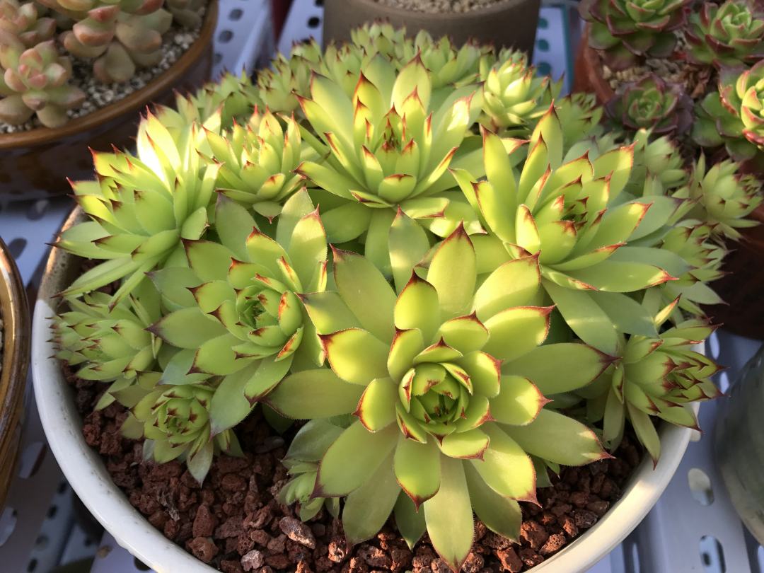 观音莲夏季怎么养,观音莲夏季养殖方法