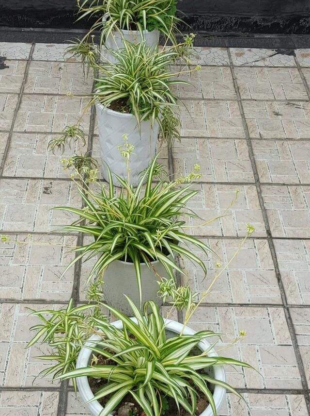 养一盆吊兰怎么才养好视频,钻石翡翠吊兰养成绿瀑布的方法