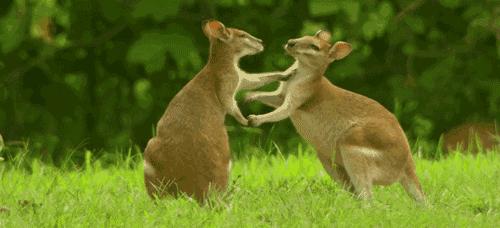 澳大利亚入境申报物品流程,澳大利亚入境禁带物品清单