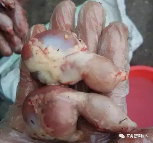 大鸡拉血是怎么回事,鸡拉血是什么原因引起的