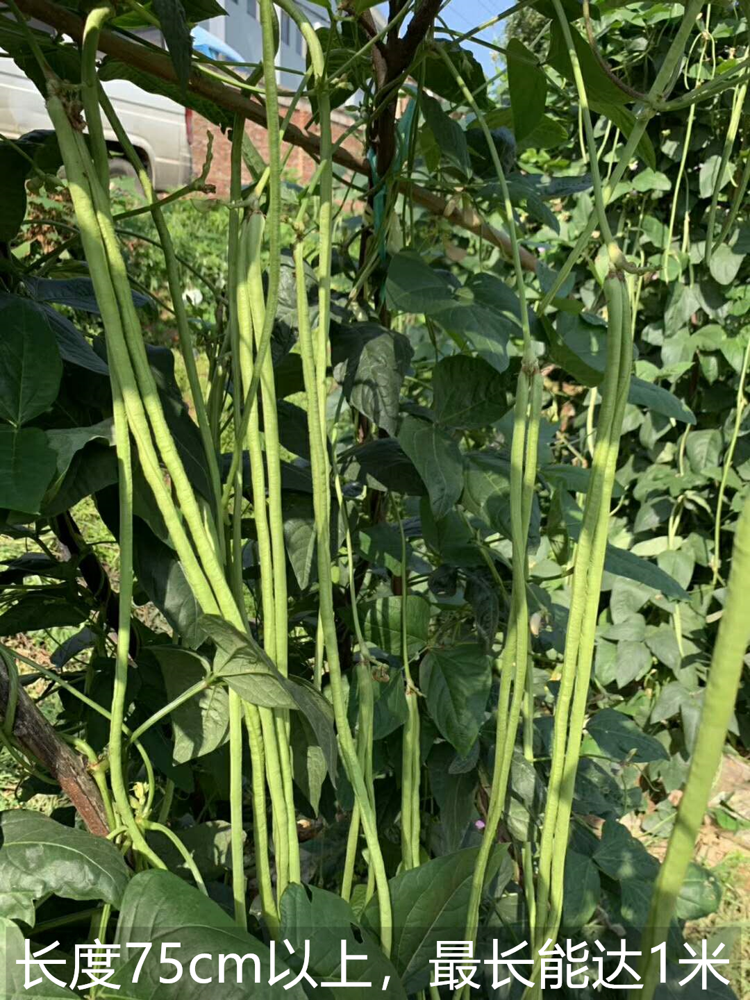 适合秋天种的豇豆,自家种的豇豆绝对接地气