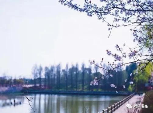 浦口花,南京看花的地方浦口