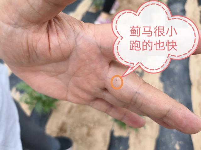 小蓟马的危害视频,豆角蓟马防治与高产