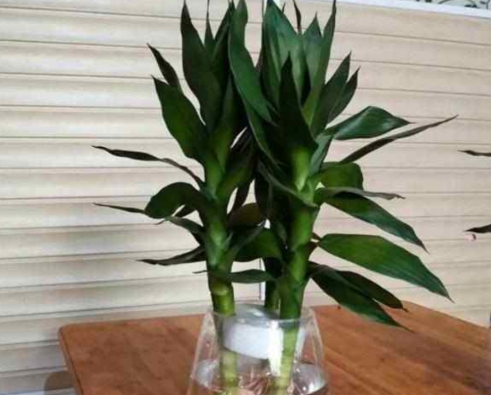 水培富贵竹黄叶什么原因,水培富贵竹总黄叶什么原因