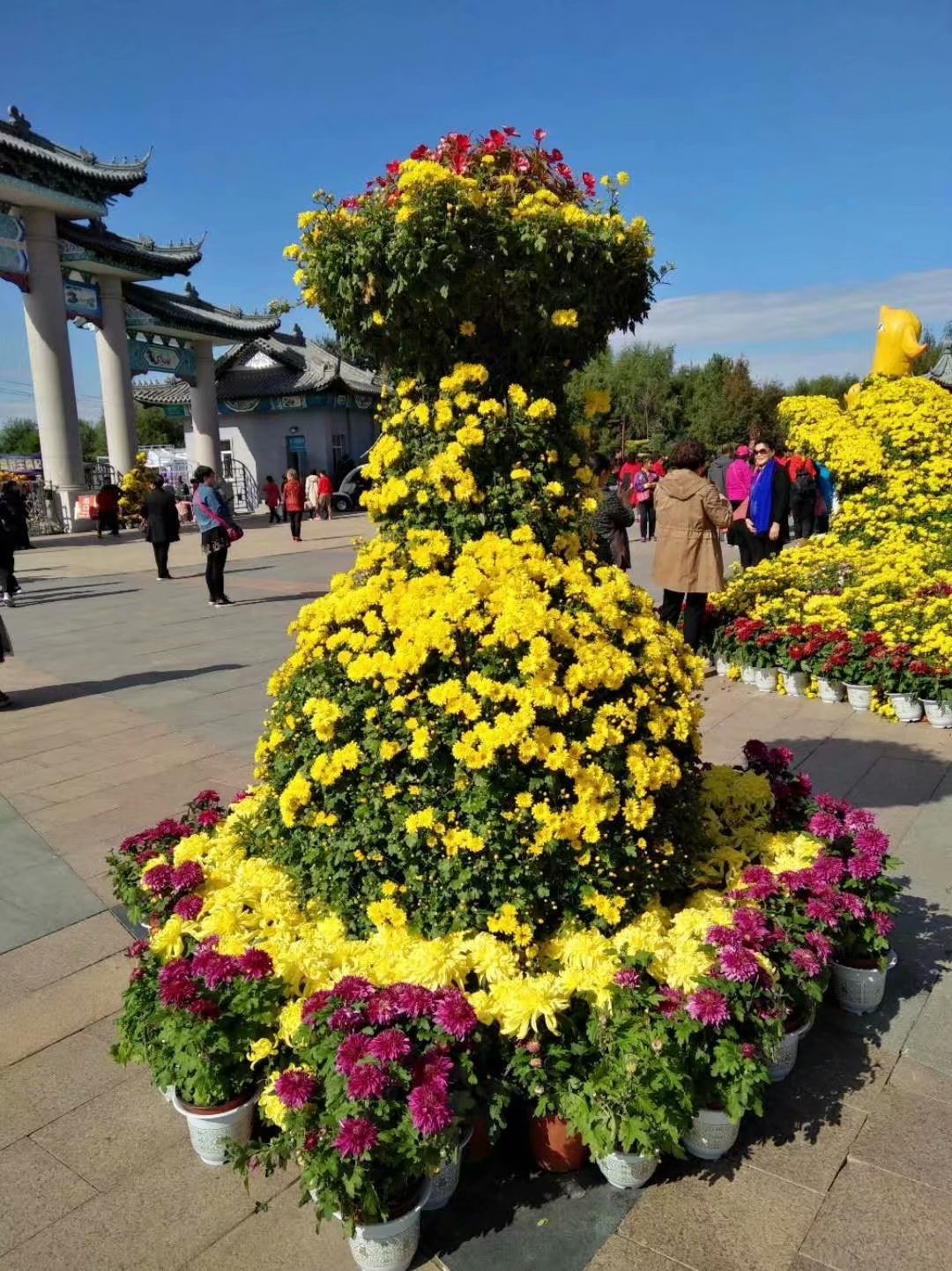 菊香九月香,菊花飘香散文