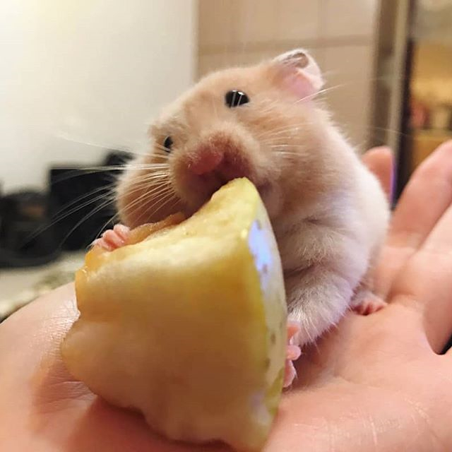 宠物仓鼠想喝水有什么表现,仓鼠的生活习性和吃食