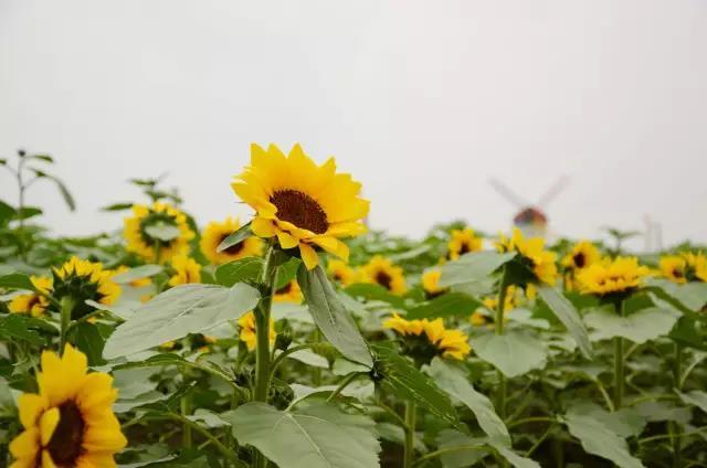 盛夏特约|金色螳螂川徒步笔架山赏向日葵花海