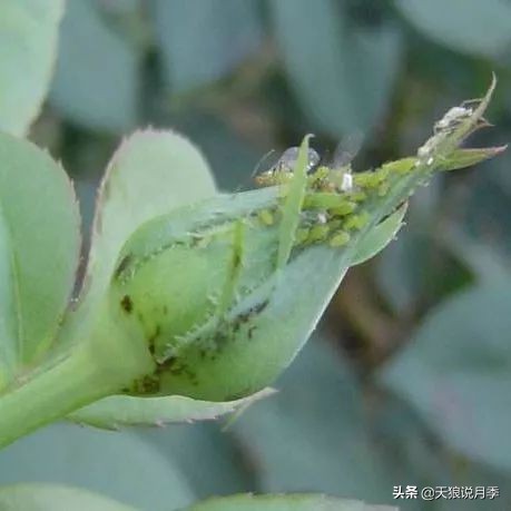 月季蚜虫红蜘蛛特效药,月季蚜虫蓟马怎么治理视频