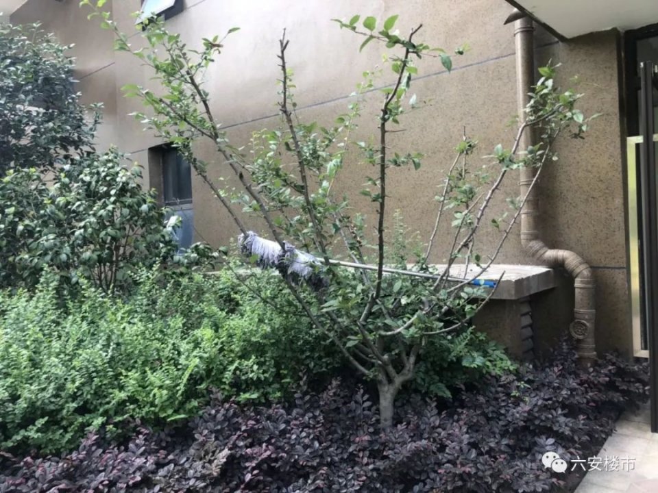 六安房价最贵的房子,六安十大最贵二手房小区曝光