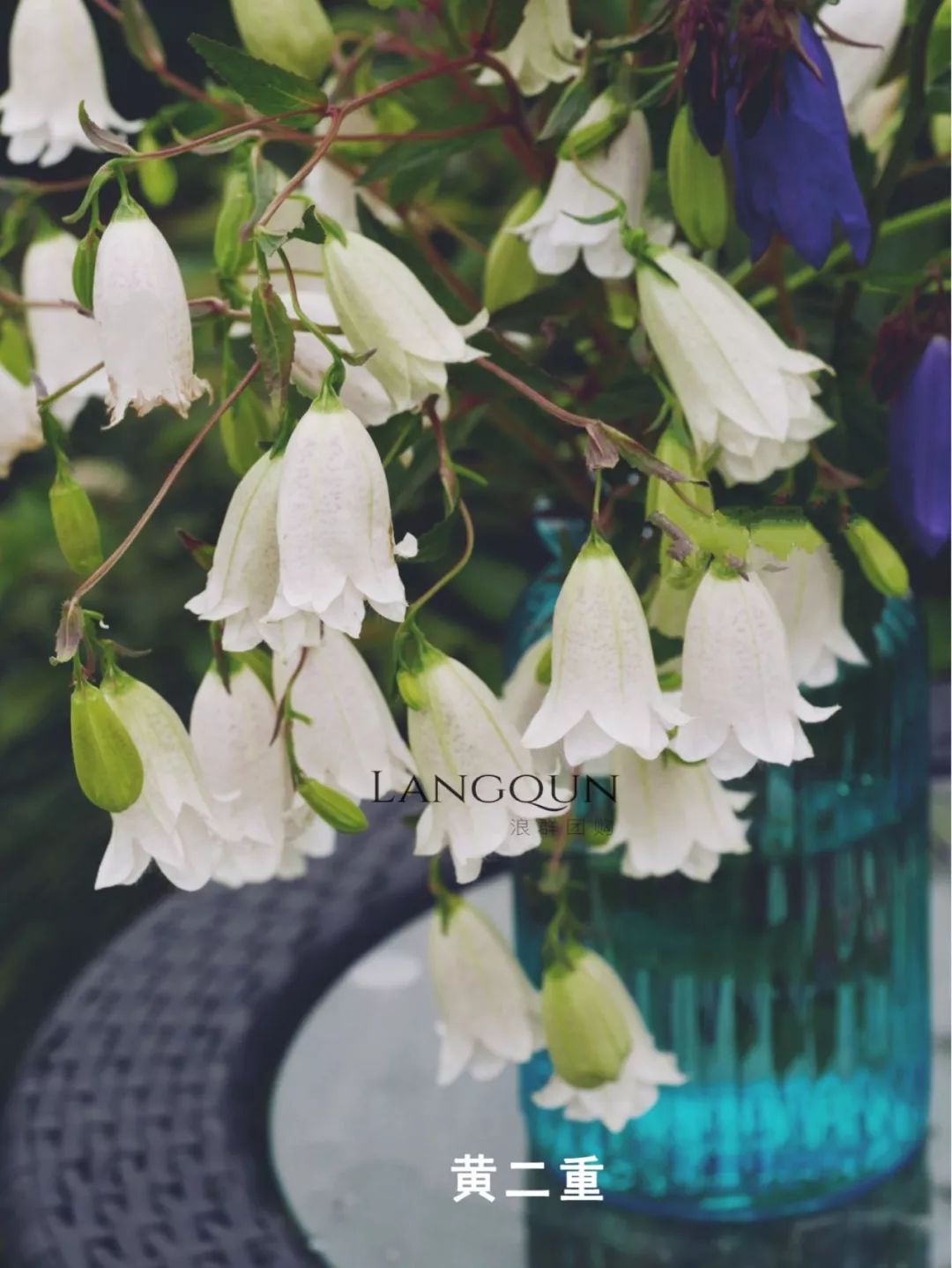 风铃草适合几月种,日本风铃耐寒温度是多少