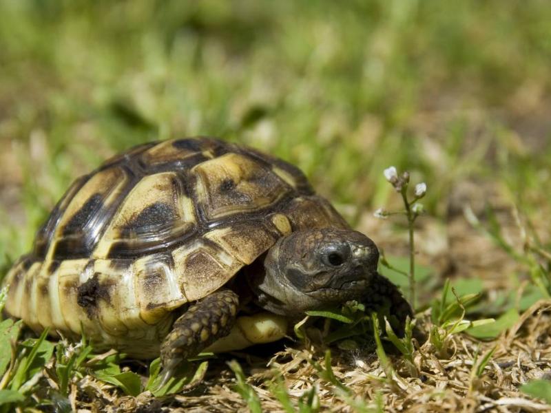 适合学生党养的宠物要便宜又可爱,适合学生党养的宠物便宜好养