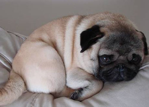 幼犬感冒不打喷嚏了,泰迪幼犬感冒的表现