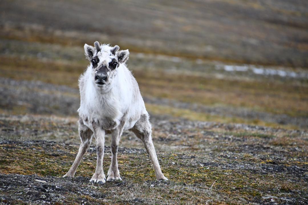 菜菜游弋北冰洋寻找北极熊给人不一样的震撼