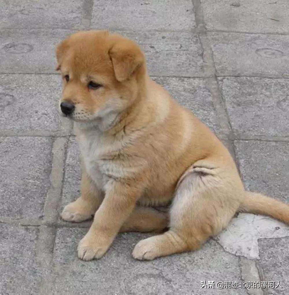 家狗突然不见了啥原因,农村的狗突然不见了是什么原因