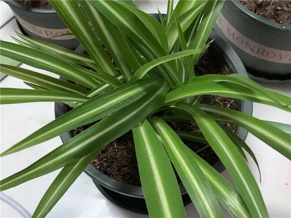 吊兰蔫了怎么办,吊兰变黄了怎么补救