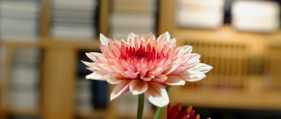 闭经四年高泌乳素血症验案一例