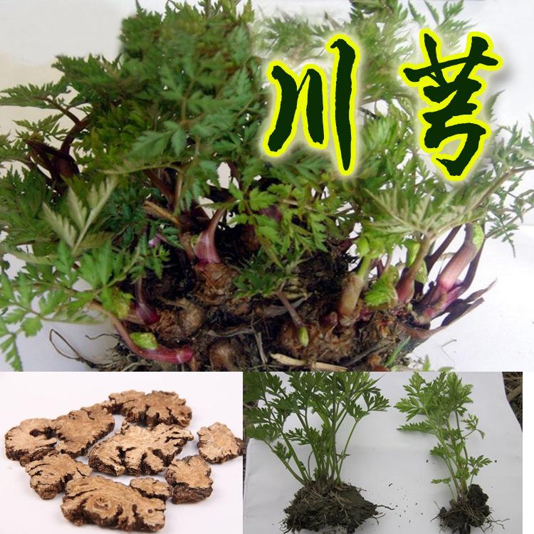 速效救心丸中成药,哪些病急救能用救心丸