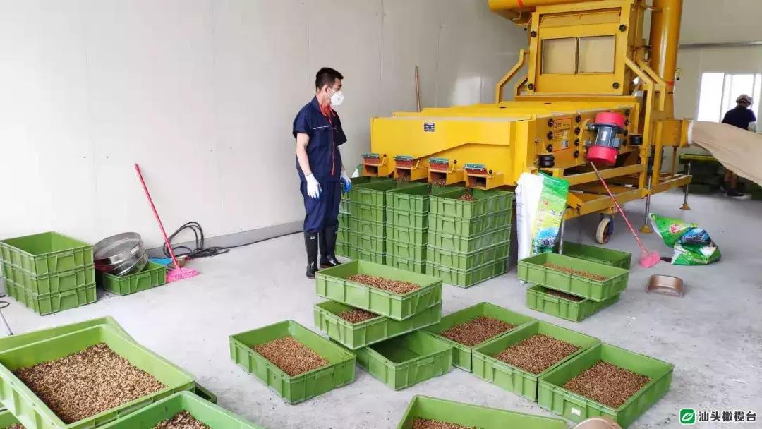 汕头市厨房垃圾,吃餐厨垃圾的虫子