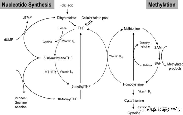 氨基酸衍生物类,鱼类氨基酸代谢过程