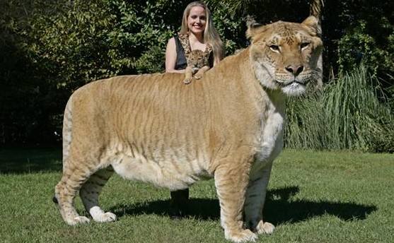 狮虎兽400斤,狮虎兽最大体重五百多公斤