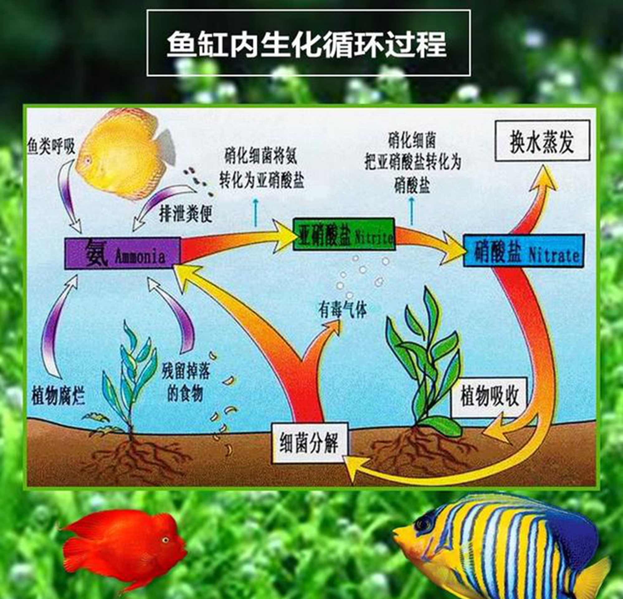 鱼缸开缸如何用硝化活菌养水教程,新缸养水期如何快速培养硝化菌