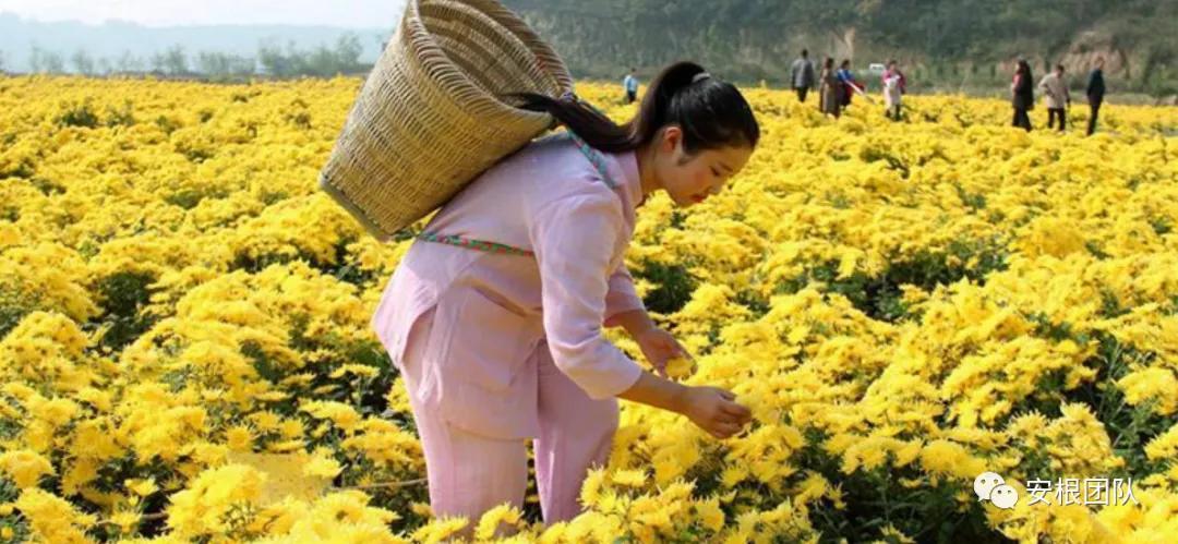 茶农怎么利润最大,茶叶合作社创新思路