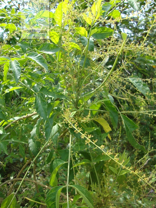 老鸦胆草药的功效,老鸦胆根的功效与作用