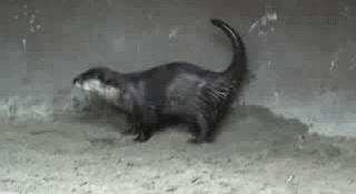 两水獭家族打群架,两个水獭家族之间的战争完整版