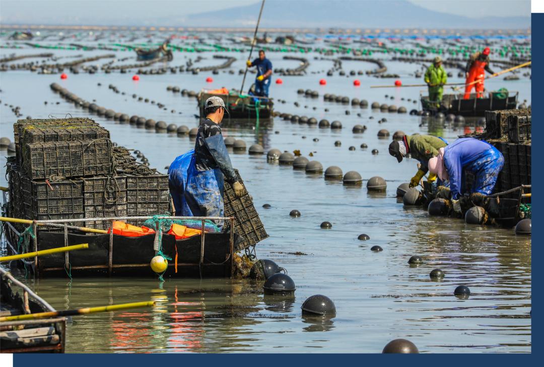 干鲍有多贵,干鲍为什么那么贵
