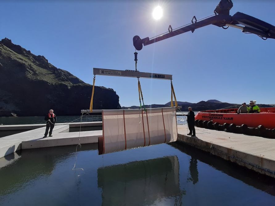 两岁时被抓表演节目数10年，放生计划让白鲸兄妹露出灿烂笑容