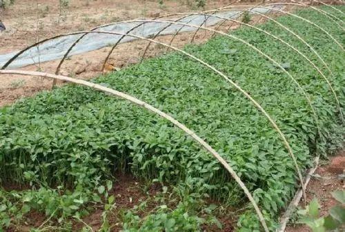 大棚辣椒的高产栽培技术,大棚辣椒高产的种植管理方法