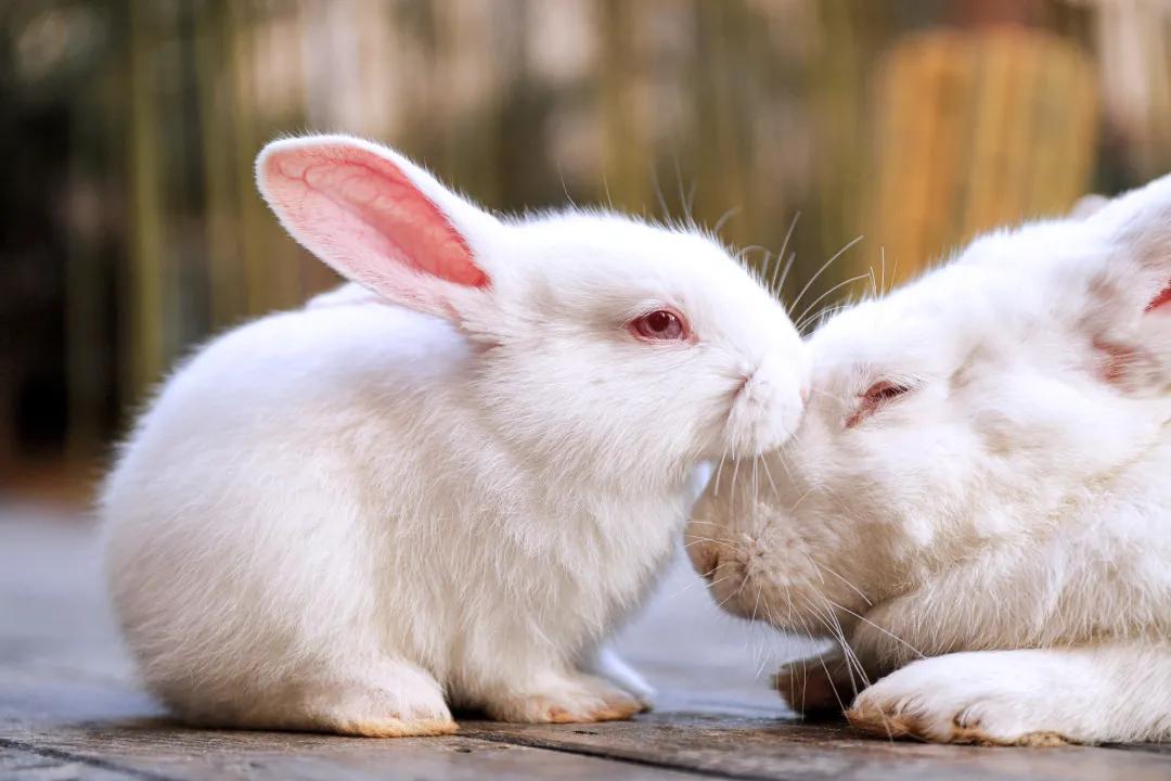 安吉君澜度假酒店周围有什么景点,安吉君澜度假酒店团购