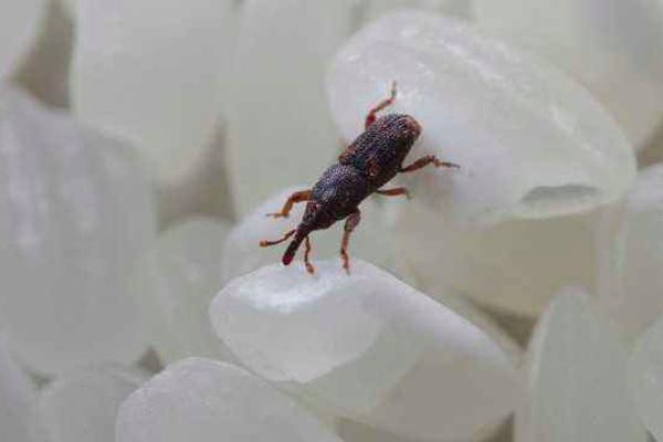 盘点世界上最致命的害虫,世界上哪一种害虫最可怕