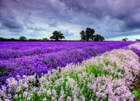 薰衣草浇水的正确方法,薰衣草怎么施肥最好