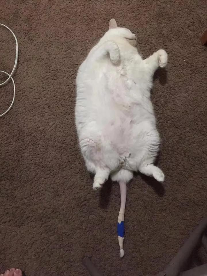 在路上捡回来的流浪猫给它洗澡,救助的流浪猫生病自己无能为力