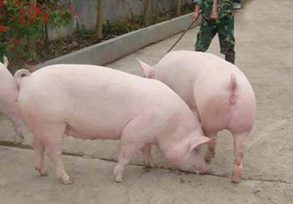 分享几个轻松解决母猪不发情，假发情，不排卵的方法