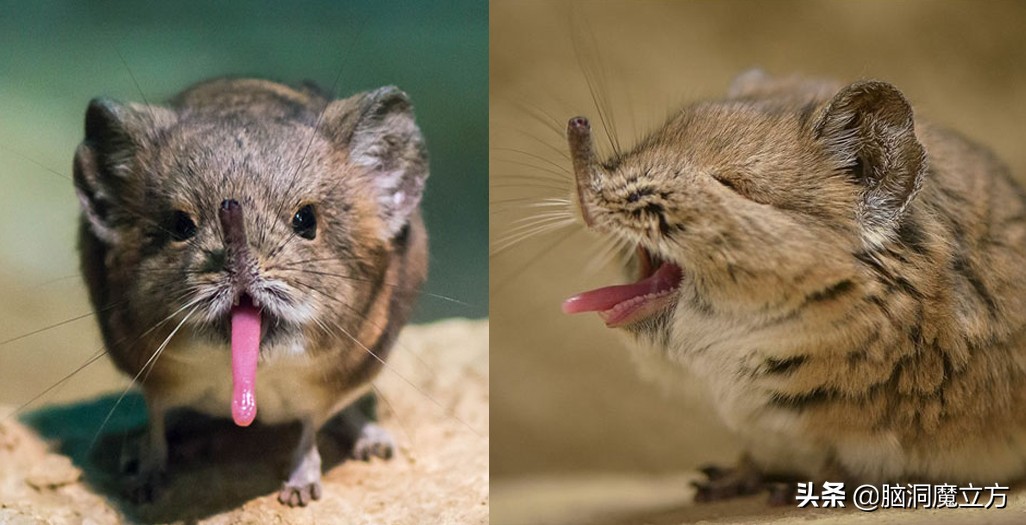 6种呆萌可爱的动物幼崽,盘点那些可爱蠢萌的小动物