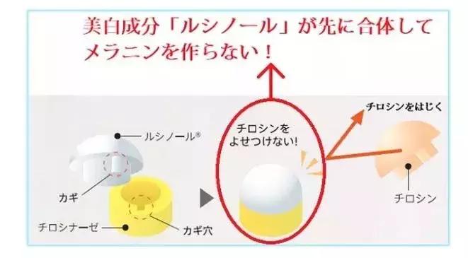 pola水乳测评,pola新款美白水乳