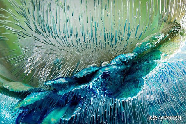 印觉艺景|你听说过冰冻花卉摄影吗？